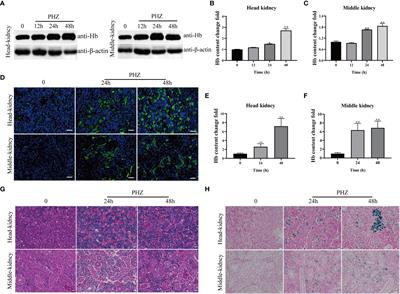 Hemoglobin induces inflammation through NF-kB signaling pathway and causes cell oxidative damage in grass carp (Ctenopharyngodon idella)